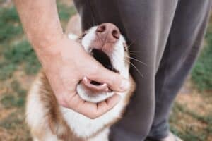 Dog Bite Lawyer in Tulsa