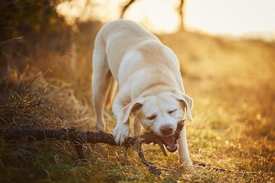 - Truskett Law Tulsa Dog Injury Lawyer
