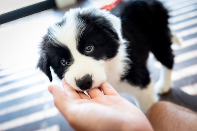 - Truskett Law Tulsa Dog Injury Lawyer
